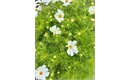 Picture of White Cosmos