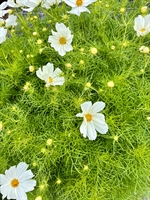 Picture of White Cosmos
