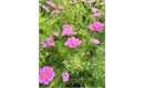 Picture of Double Dutch Pink Cosmos