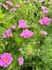 Double Dutch Pink Cosmos