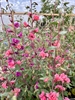 Picture of Clarkia