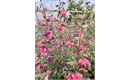 Picture of Clarkia