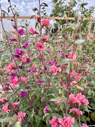 Picture of Clarkia