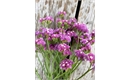 Picture of Pink Statis