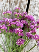 Picture of Pink Statis