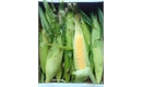 Picture of Essex Sweetcorn