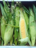 Picture of Essex Sweetcorn