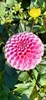Picture of Pink Dahlia