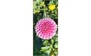 Picture of Pink Dahlia