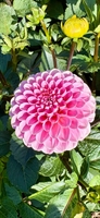 Picture of Pink Dahlia