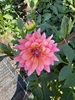 Picture of Peach Dahlia