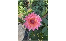 Picture of Peach Dahlia