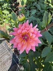 Picture of Peach Dahlia