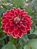 Picture of Maxime Dahlia