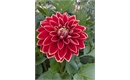 Picture of Maxime Dahlia