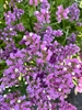 Picture of Purple Statis