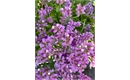 Picture of Purple Statis