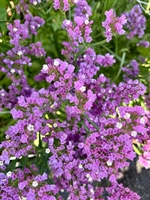 Picture of Purple Statis