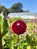Picture of Dahlia Ivanetti