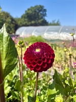 Picture of Dahlia Ivanetti