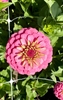 Picture of Pink Zinnia