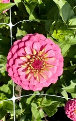 Picture of Pink Zinnia