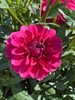 Picture of Dahlia Perch Hill