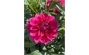 Picture of Dahlia Perch Hill