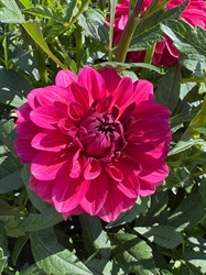 Picture of Dahlia Perch Hill