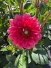 Picture of Dahlia Salmon Runner