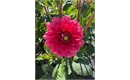 Picture of Dahlia Salmon Runner