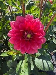 Picture of Dahlia Salmon Runner