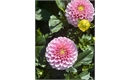 Picture of Wizard of Oz Dahlia