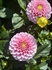 Wizard of Oz Dahlia