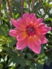Picture of Feline Yvonne Dahlia