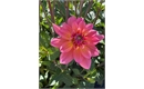Picture of Feline Yvonne Dahlia