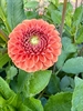 Picture of Orange Dahlia