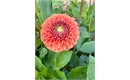 Picture of Orange Dahlia