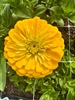 Picture of Benary Giant Yellow Zinnia Long Stem