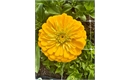 Picture of Benary Giant Yellow Zinnia Long Stem