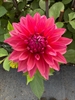 Picture of Large Deep Pink Dahlia