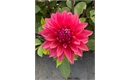 Picture of Large Deep Pink Dahlia