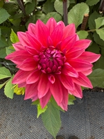 Picture of Large Deep Pink Dahlia
