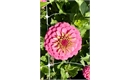 Picture of Small Pink Zinnia
