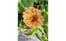 Picture of Mixed Pale orange raspberry zinnia