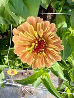 Picture of Mixed Pale orange raspberry zinnia