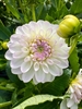 Picture of White & Lilac Dahlia