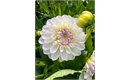 Picture of White & Lilac Dahlia