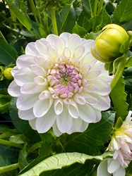 Picture of White & Lilac Dahlia