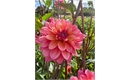 Picture of Great Silence Dahlia